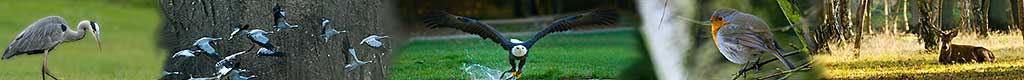 Autofocus Nature. 2008 Tous droits rservs