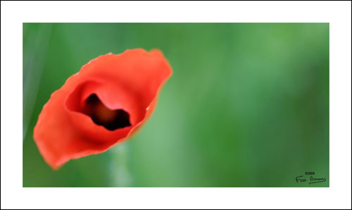 Coquelicot