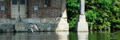 ./Photos/Faune/oiseaux/ZoneHumide/ColsVerts/miniature/2010-05-22_11-34-01_02_1.jpg