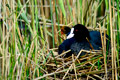 ./Photos/Faune/oiseaux/ZoneHumide/Foulques/miniature/2010-05-09_18-16-50.jpg