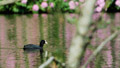 ./Photos/Faune/oiseaux/ZoneHumide/Foulques/miniature/2010-05-22_11-36-22.jpg