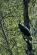 ./Photos/Faune/oiseaux/ZoneHumide/GrandCormoran/miniature/2010-04-16_17-39-38.jpg