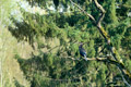 ./Photos/Faune/oiseaux/ZoneHumide/GrandCormoran/miniature/2010-04-16_17-46-18.jpg