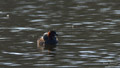 ./Photos/Faune/oiseaux/ZoneHumide/GrebesCastagneux/miniature/2013-04-01_11-30-44_01.jpg