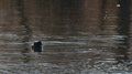 ./Photos/Faune/oiseaux/ZoneHumide/GrebesCastagneux/miniature/Grebe_Castagneux_HD_2013-04-01_11-11-44.jpg