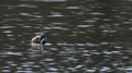 ./Photos/Faune/oiseaux/ZoneHumide/GrebesCastagneux/miniature/Grebe_Castagneux_HD_2013-04-01_11-17-19.jpg