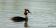 ./Photos/Faune/oiseaux/ZoneHumide/GrebesHuppe/miniature/2010-05-20_08-57-41.jpg