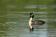 ./Photos/Faune/oiseaux/ZoneHumide/GrebesHuppe/miniature/2010-05-24_09-20-24.jpg