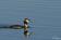 ./Photos/Faune/oiseaux/ZoneHumide/GrebesHuppe/miniature/2010-05-24_09-22-28.jpg
