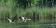 ./Photos/Faune/oiseaux/ZoneHumide/OiesBernache/miniature/2010-05-22_11-54-41_03.jpg