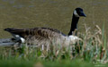 ./Photos/Faune/oiseaux/ZoneHumide/OiesBernache/miniature/Oies_Bernarches_01_HD.jpg