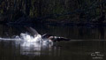 ./Photos/Faune/oiseaux/ZoneHumide/OiesBernache/miniature/Oies_Bernarches_02_HD.jpg