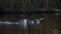 ./Photos/Faune/oiseaux/ZoneHumide/OiesBernache/miniature/Oies_Bernarches_03_HD.jpg