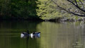 ./Photos/Faune/oiseaux/ZoneHumide/OiesBernache/miniature/Oies_Bernarches_04_HD.jpg