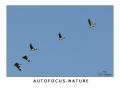 ./Photos/Faune/oiseaux/gruescendrees/miniature/2008-11-03_17-17-21_GruesCendrees_1.jpg