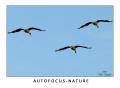 ./Photos/Faune/oiseaux/gruescendrees/miniature/2008-11-03_17-41-56_GruesCendrees.jpg
