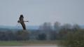 ./Photos/Faune/oiseaux/gruescendrees/miniature/2013-10-26_16-07-55.jpg