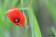 ./Photos/Flore/Coquelicots/miniature/Coquelicot_91.jpg