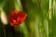 ./Photos/Flore/Coquelicots/miniature/Coquelicot_92.jpg