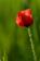 ./Photos/Flore/Coquelicots/miniature/Coquelicot_93.jpg