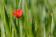 ./Photos/Flore/Coquelicots/miniature/Coquelicot_94.jpg