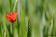 ./Photos/Flore/Coquelicots/miniature/Coquelicot_95.jpg