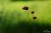 ./Photos/Flore/Coquelicots/miniature/Coquelicot_98.jpg