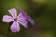./Photos/MacroPhoto/miniature/2010-05-13_11-54-24.JPG