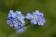 ./Photos/MacroPhoto/miniature/2010-05-13_11-56-29.JPG