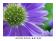 ./Photos/MacroPhoto/miniature/MACRO_FLEUR_01.jpg