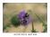 ./Photos/MacroPhoto/miniature/MACRO_FLEUR_Abeilles.jpg