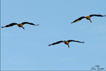 Autofocus Nature. 2009 Tous droits rservs