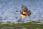 Autofocus Nature. 2012 Tous droits rservs