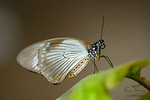 Autofocus Nature. 2012 Tous droits rservs