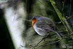 Autofocus Nature. 2009 Tous droits rservs