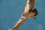 Autofocus Nature. 2012 Tous droits rservs