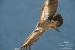 Nouvelle galerie Faune