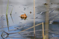 ./Photos/Paysages/miniature/2013-04-12_17-30-27_HD.jpg